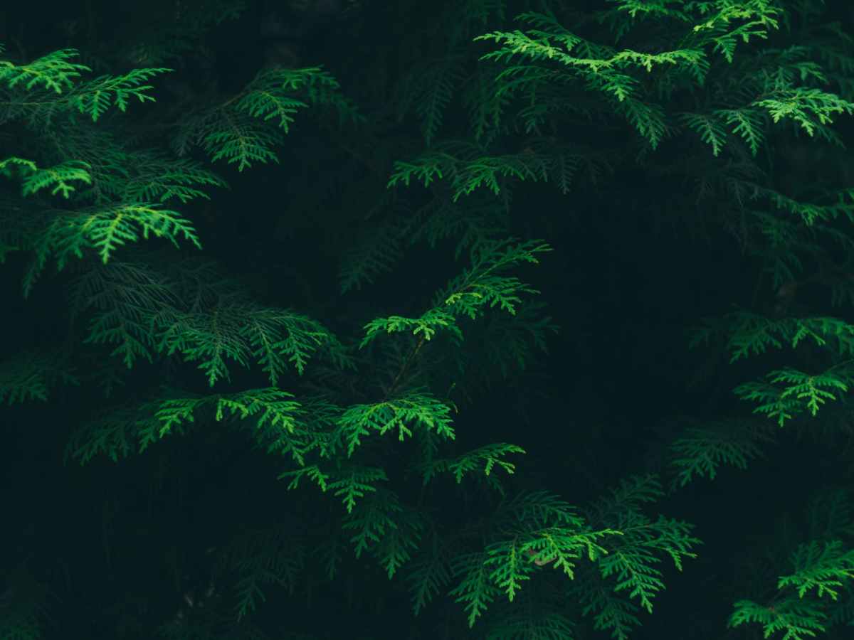 Was kam nach der Volksabstimmung gegen&nbsp;Zwentendorf?